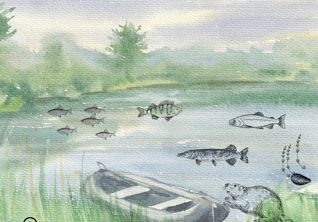 Grafika "Poznaj stwora z wdzydzkiego jeziora"