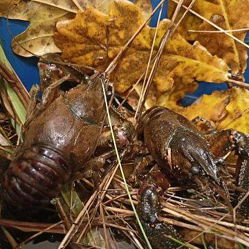 Grafika Warsztaty "Poznaj stwora z wdzydzkiego jeziora"
