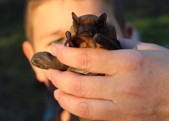 Grafika Wakacje w Schodnie 2025