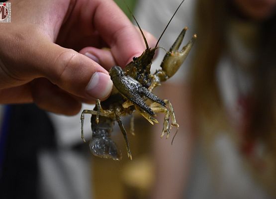 Grafika Wakacje w Schodnie 2025