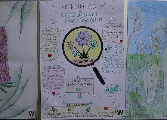 Nagrodzone prace plastyczne w konkursie " Chroniona roślina Wdzydzkiego Parku Krajobrazowego" Prace plastyczne, przedstawiające rośliny Wdzydzkiego Parku Krajobrazowego