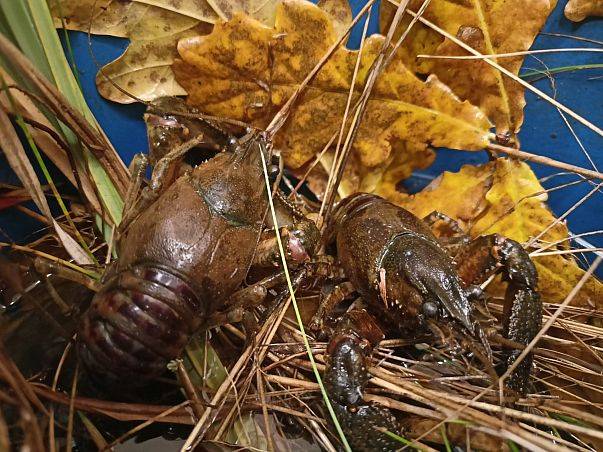 Warsztaty "Poznaj stwora z wdzydzkiego jeziora" Grafika Warsztaty "Poznaj stwora z wdzydzkiego jeziora"